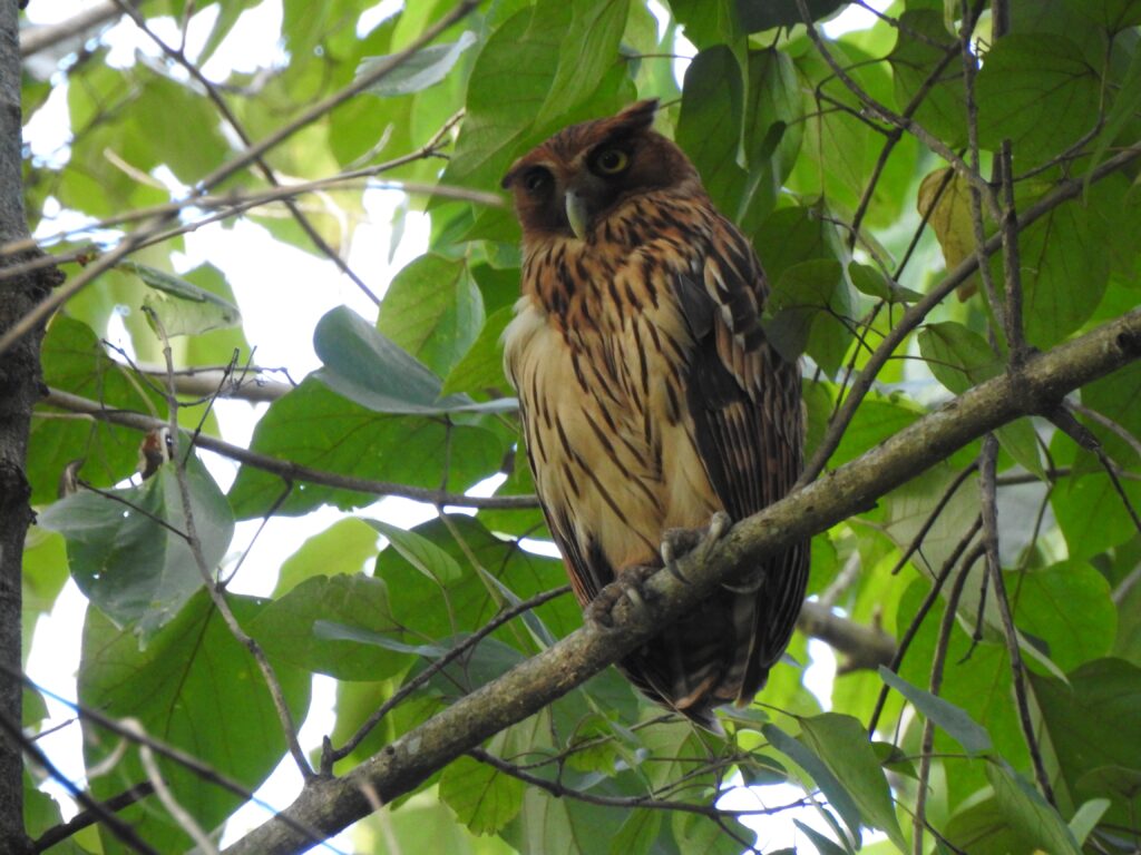 Philippine Eagle-Owl perched on a branch surrounded by broad green leaves