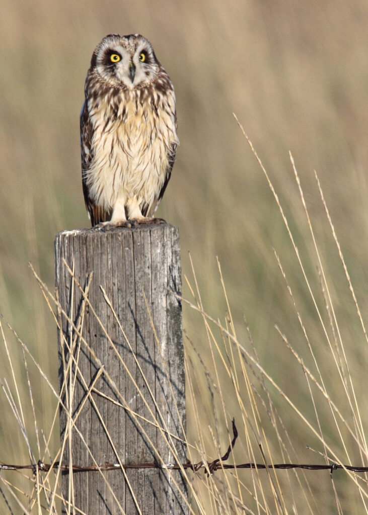 Short-eared Owl perched on a wooden post in open grassland