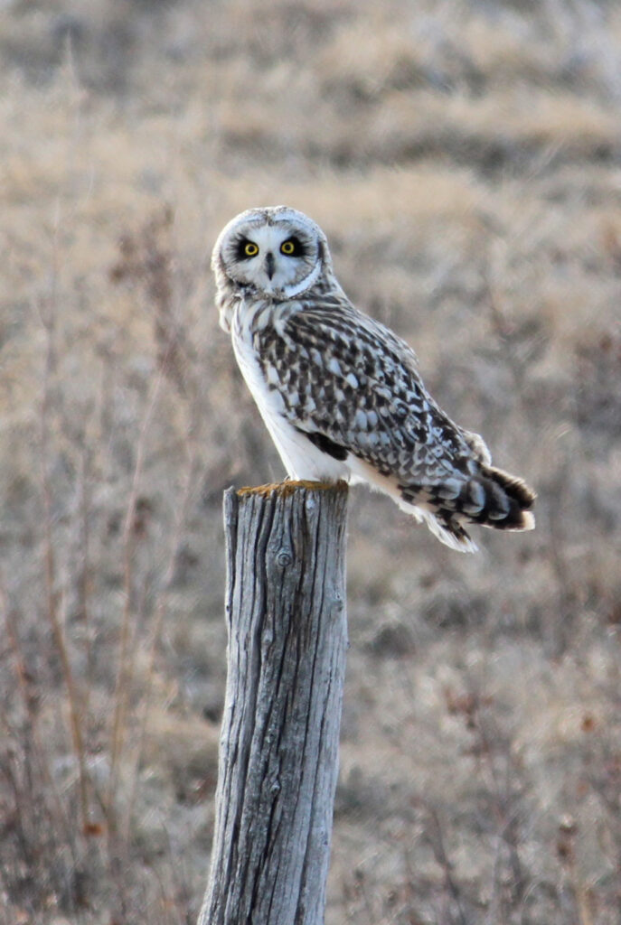 Short-eared Owl perched on a wooden post in open grassland habitat