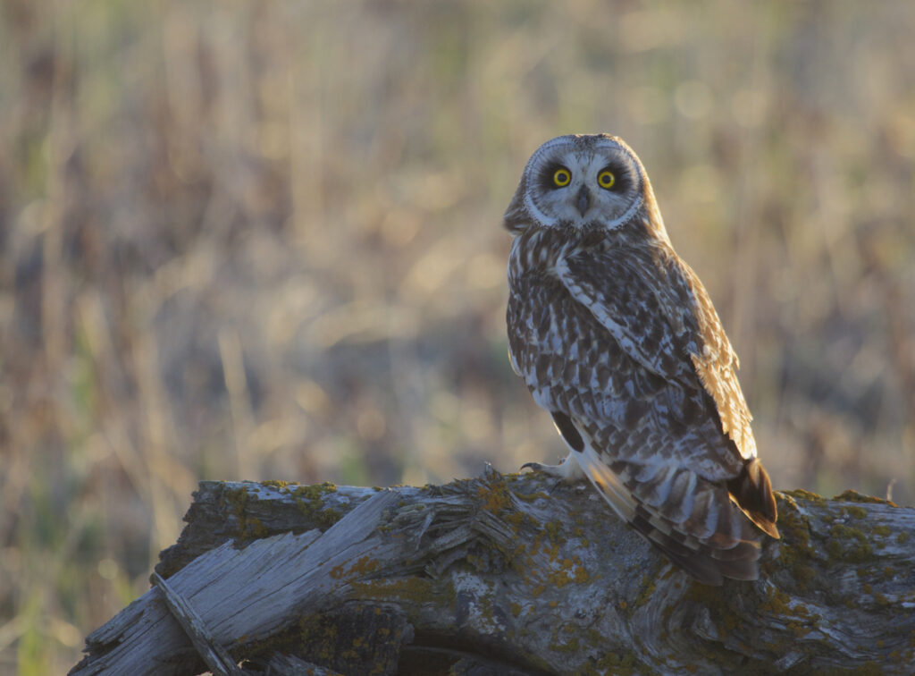 Short-eared Owl perched on a log in open grassland habitat