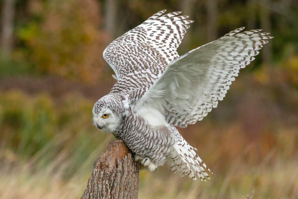 Snowy Owl with wings spread while perched on a tree stump in open habitat