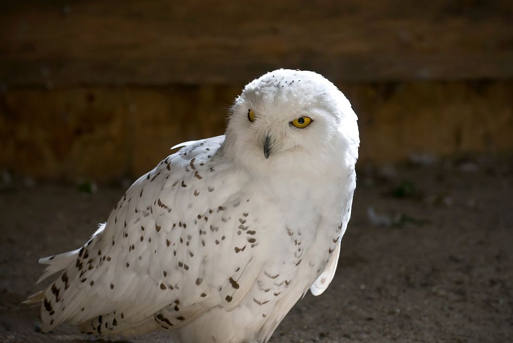 Snowy Owl resting on the ground during winter