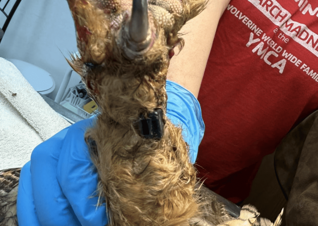Close-up of a great horned owl’s injured leg during examination by wildlife rehabilitators
