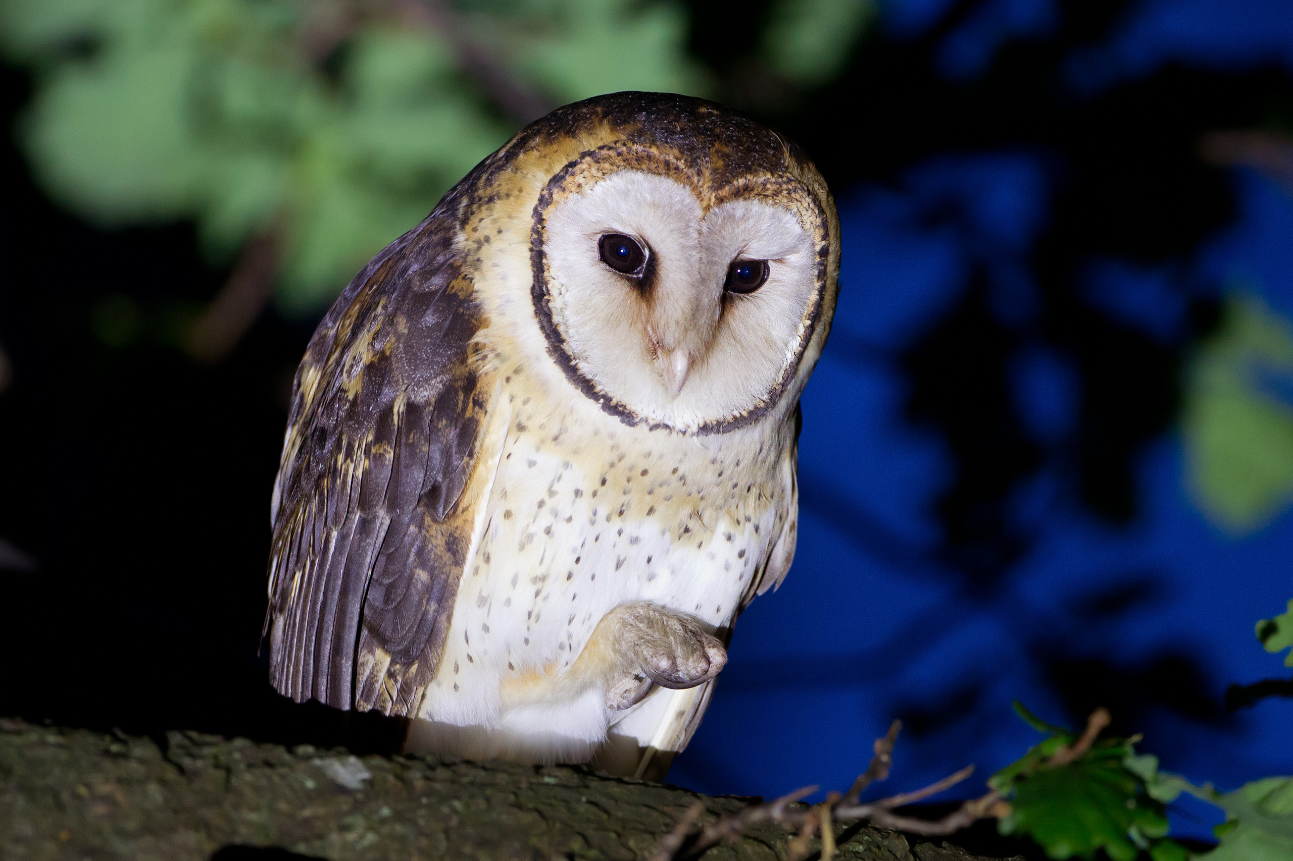 Tasmanian masked owl perched at night showing pale facial disc and dark eyes