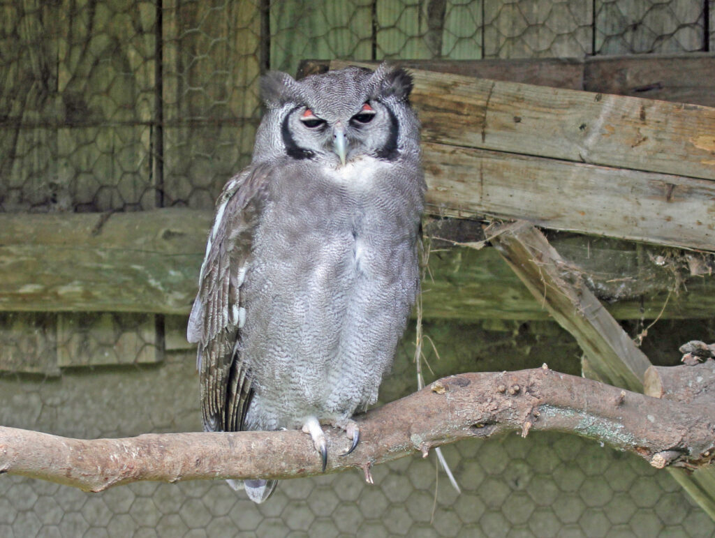 Verreaux’s Eagle Owl perched on a branch showing its full body and gray-brown plumage