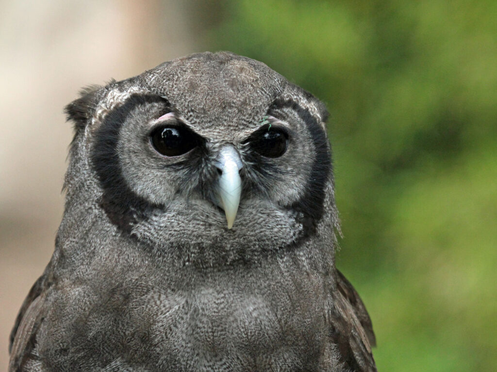 Close-up view of a Verreaux’s Eagle Owl showing its dark eyes and pale hooked beak