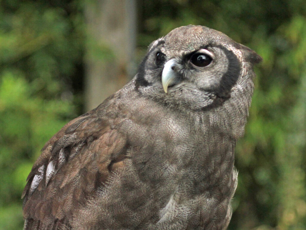 Side profile of a Verreaux’s Eagle Owl showing its gray-brown plumage and pale hooked beak