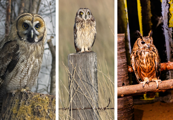 Three owl species found in Vermont, including Great Gray, Short-eared, and Long-eared owls