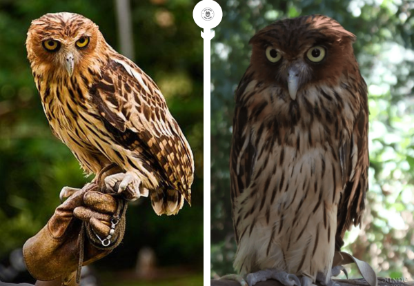Philippine Eagle-Owl (Bubo philippensis) showing plumage and facial features