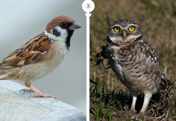 Side-by-side image of a sparrow and an owl highlighting differences in posture and behavior