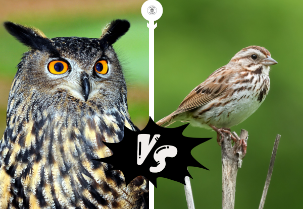 Owl vs sparrow comparison showing a calm owl and an alert sparrow side by side