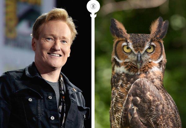 Conan O’Brien standing beside a Great Horned Owl, highlighting a memorable late night TV wildlife moment