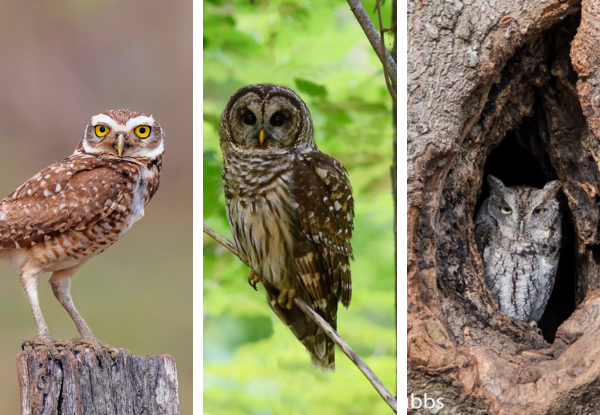 Three owl species commonly found in North Texas, including burrowing and tree-roosting owls