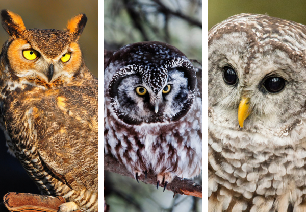 Three owl species found in Michigan, showing distinct size, eye color, and feather patterns