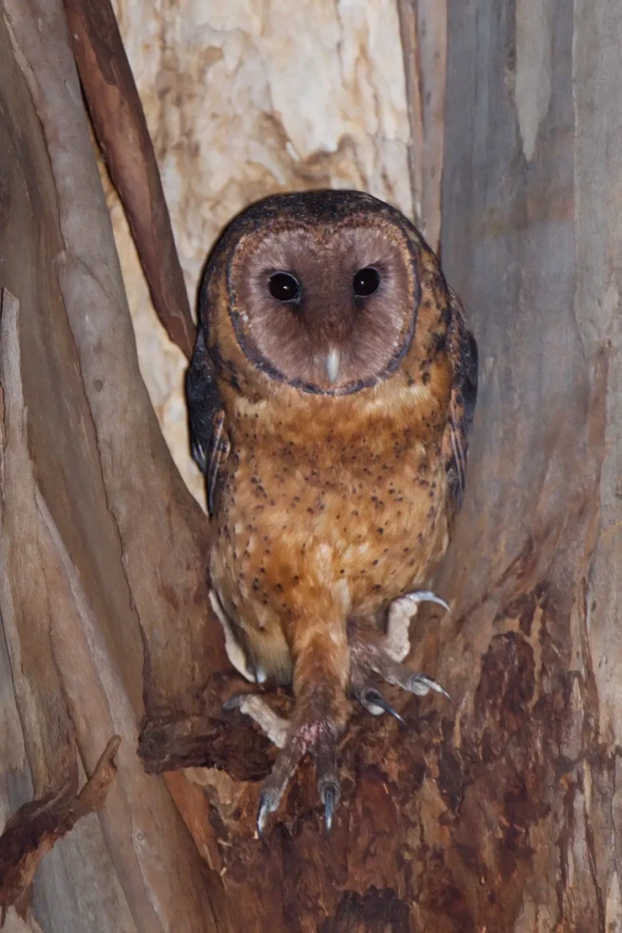 Tasmanian masked owl standing inside a tree hollow with dark facial disc and speckled chest