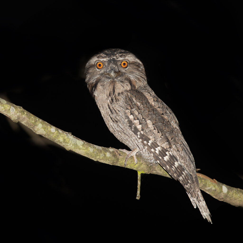 Tawny frogmouth perched on a branch at night, showing bright orange eyes against a dark background