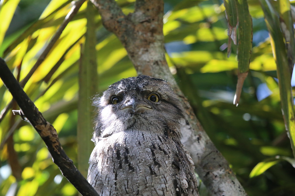 Tawny frogmouth perched in a tree during daylight, blending with bark and foliage