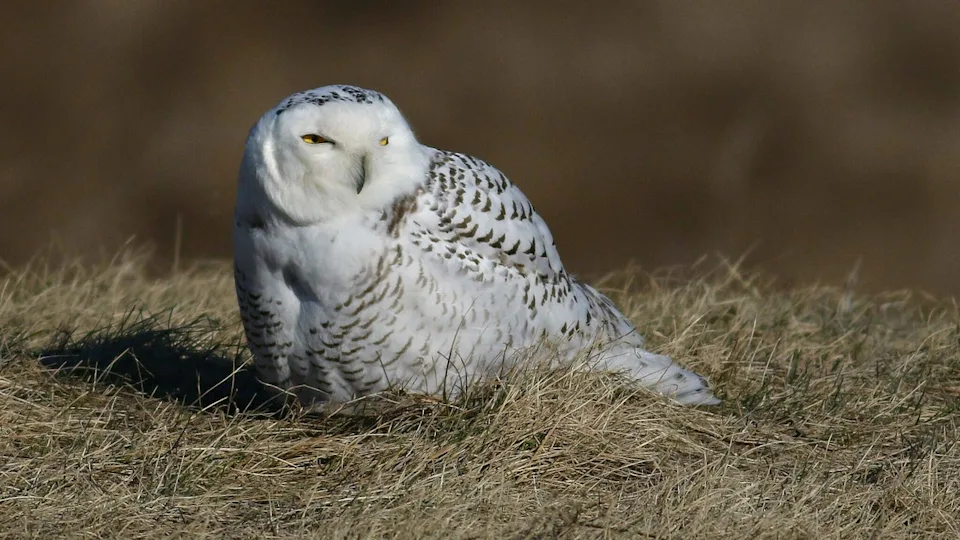 Snowy owl resting in open grass during a rare winter sighting in Milwaukee County