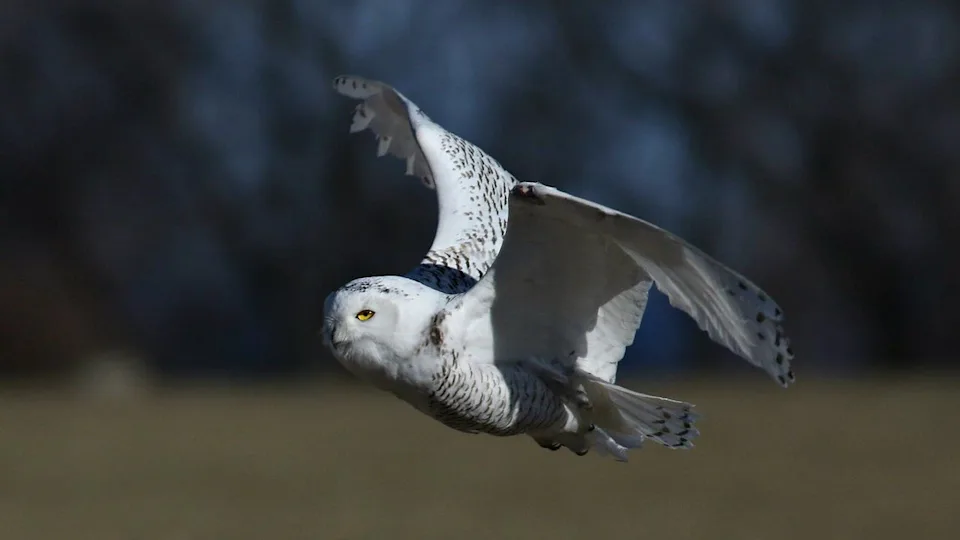 Snowy owl flying low over open land during a rare winter sighting in Milwaukee County