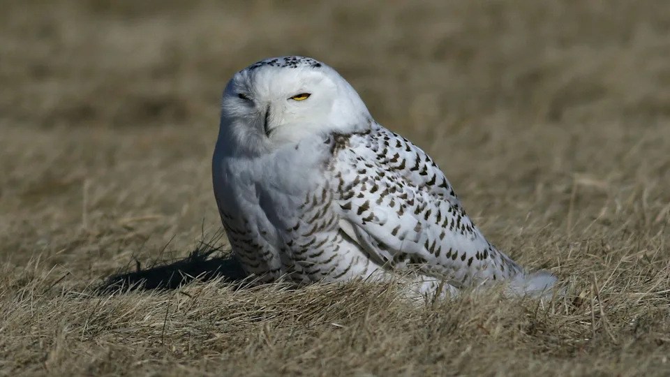 Snowy owl resting on dry grass during a rare winter sighting in Milwaukee County