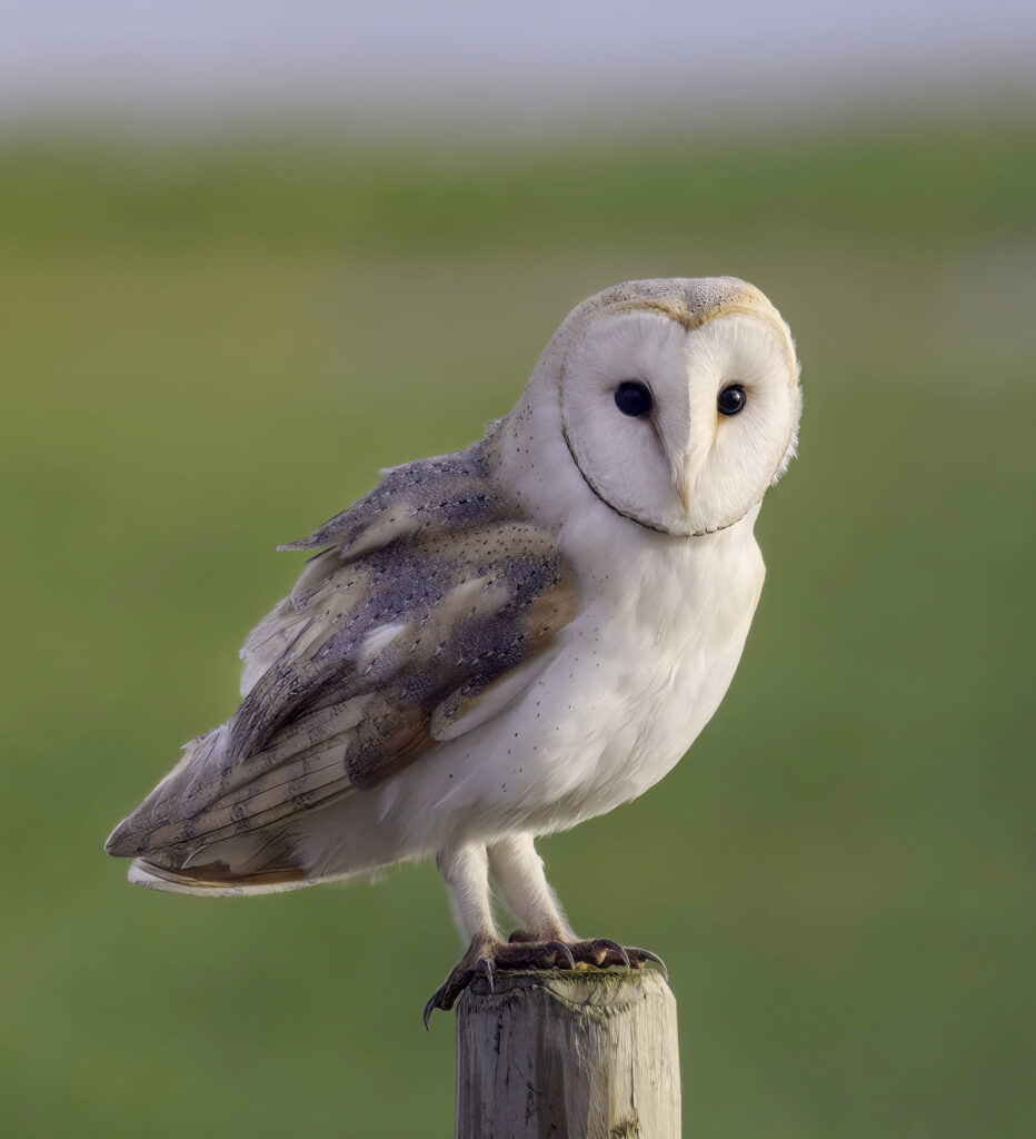Barn Owl perched on a wooden post in open Oklahoma farmland