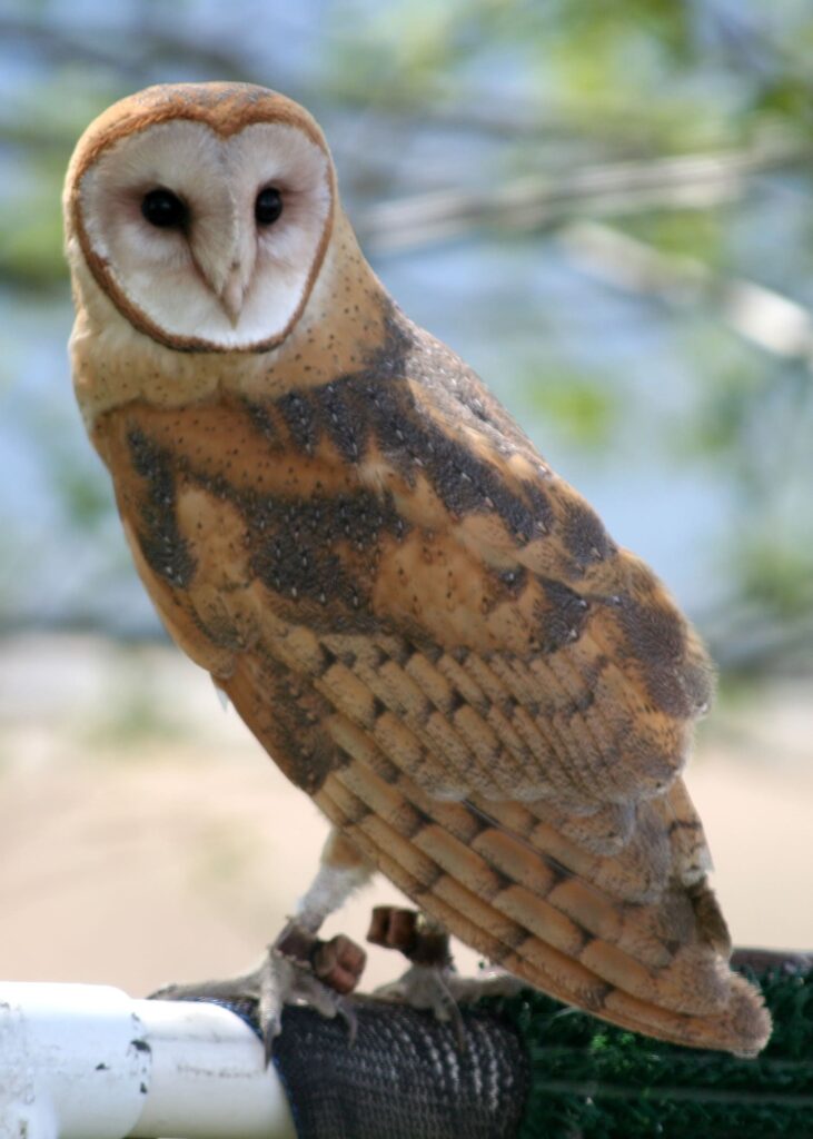 Barn Owl perched on a fence showing its heart-shaped face and pale golden plumage.