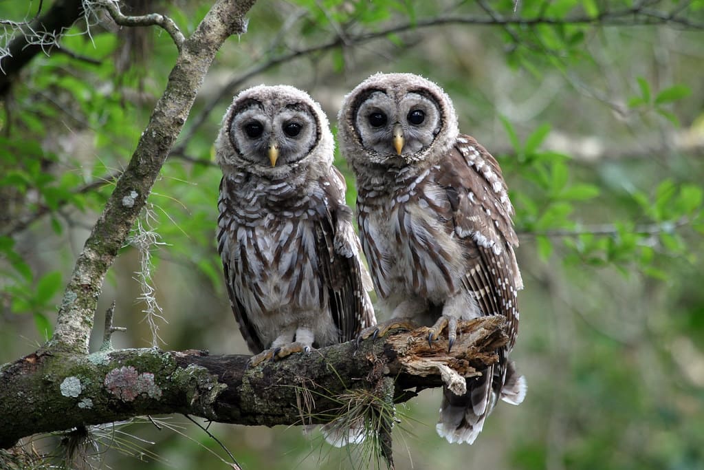 Two Barred Owls perched on a tree branch in an Oklahoma forest