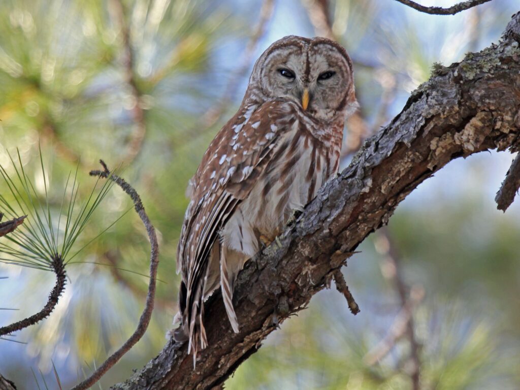 Barred Owl perched on a pine tree branch in Alabama woodland