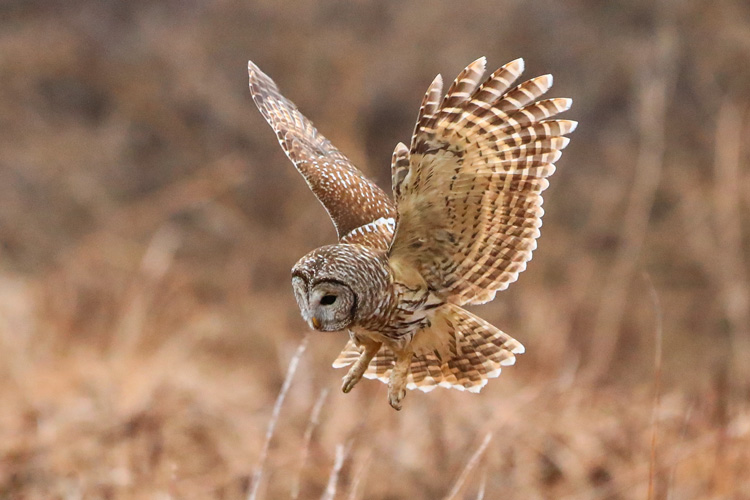 Barred Owl flying low over open field in Alaska