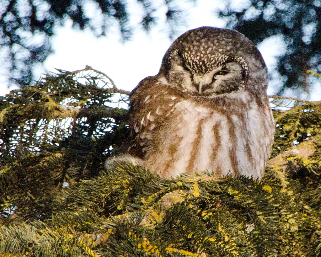 Boreal Owl perched in a spruce tree in Alaska