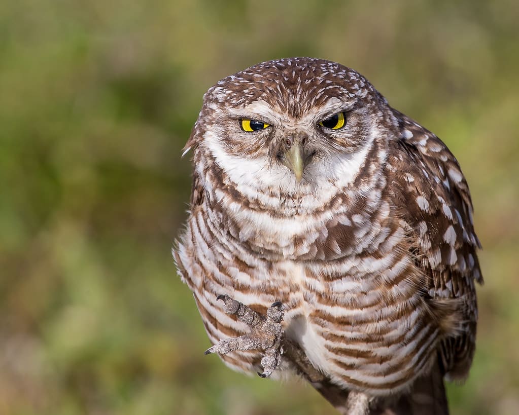 Burrowing Owl perched in open Oklahoma grassland habitat