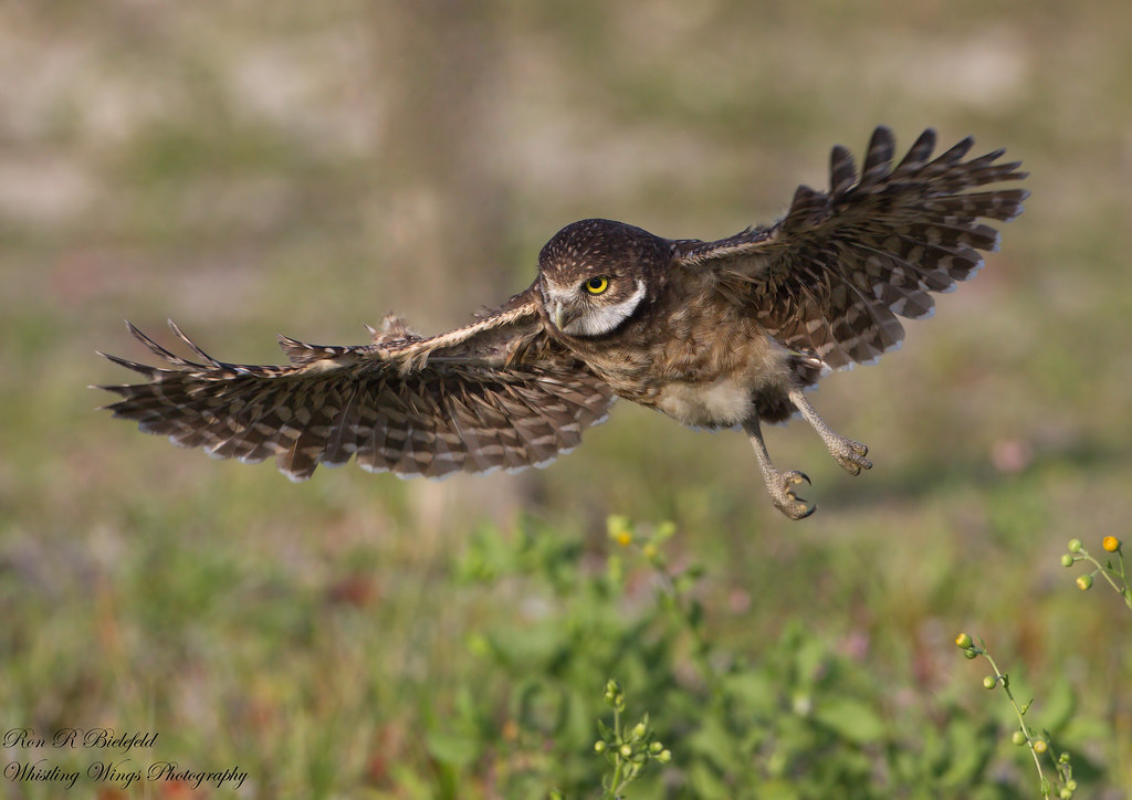 Burrowing Owl in Utah flying low over open grassland with wings fully spread