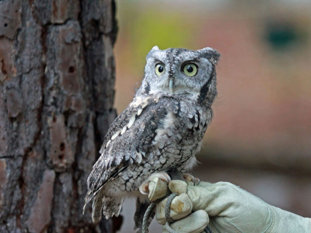 Eastern Screech-Owl perched on a gloved hand near a tree trunk in Oklahoma