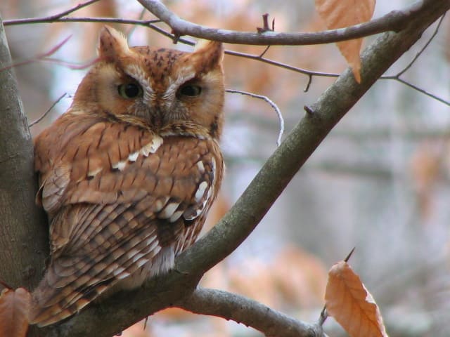 Reddish morph Eastern Screech Owl perched on a tree branch in Alabama woodland