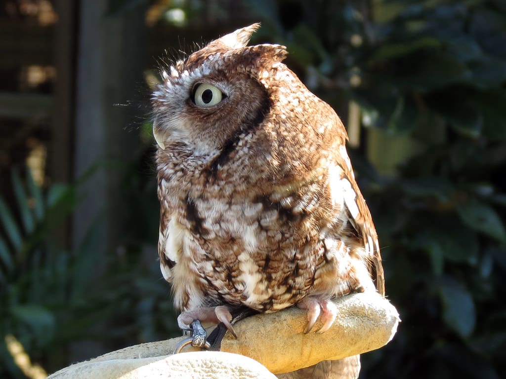 Eastern Screech Owl perched on a wooden railing showing brown plumage and small ear tufts.