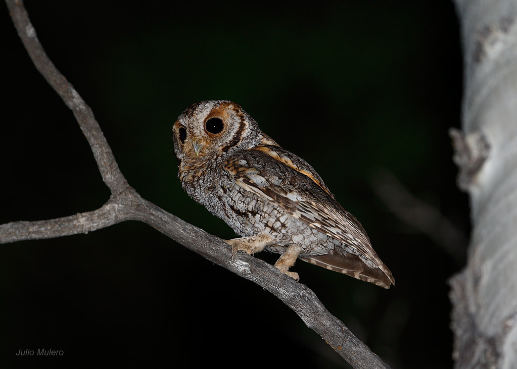 Flammulated Owl in Utah perched on a tree branch at night, showing small size and dark eyes