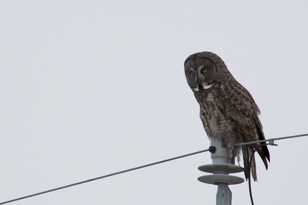 Great Gray Owl perched on a utility pole against an overcast sky in Alaska