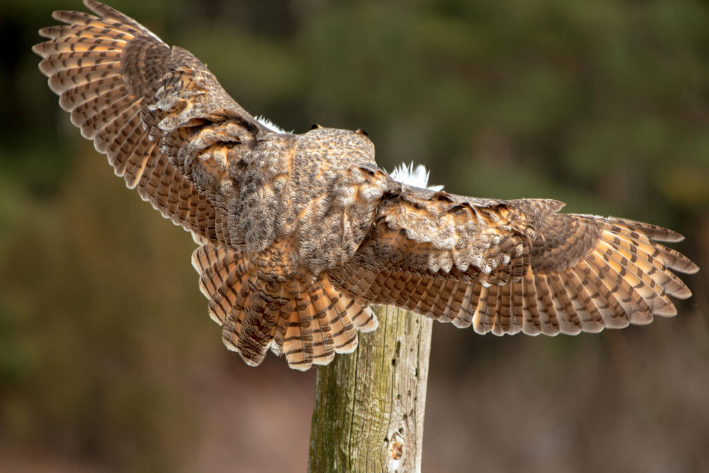 Great Horned Owl spreading its wings while perched on a wooden post in Alabama