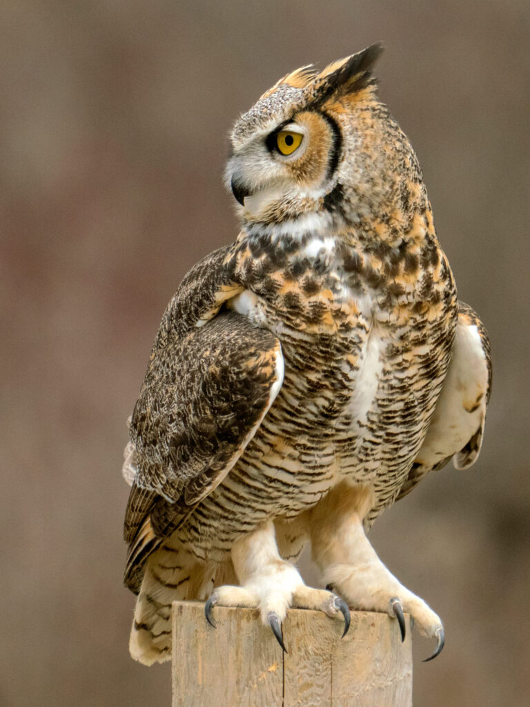 Great Horned Owl perched on wooden post in Oklahoma grassland habitat