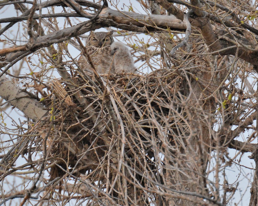 Great Horned Owl with chick in a large stick nest high in a tree