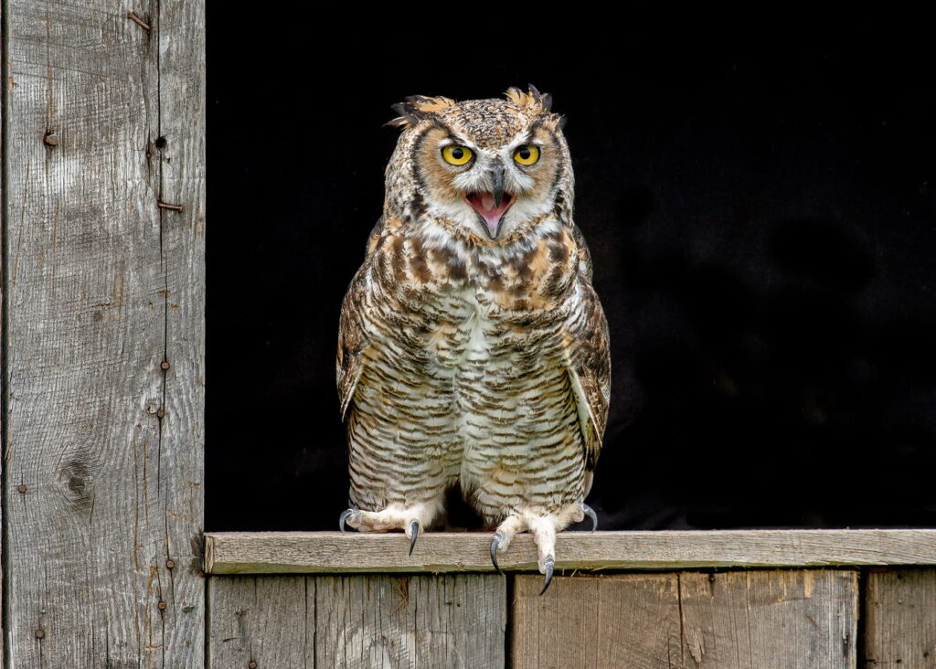 Great Horned Owl in Utah resting on a wooden structure