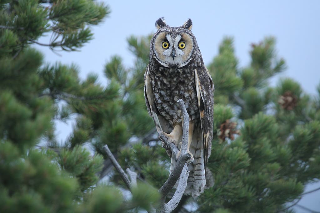 Long-eared Owl perched upright in a pine tree showing long ear tufts and bright yellow eyes.