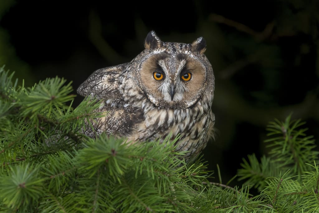 Long-eared Owl perched in dense evergreen branches during winter