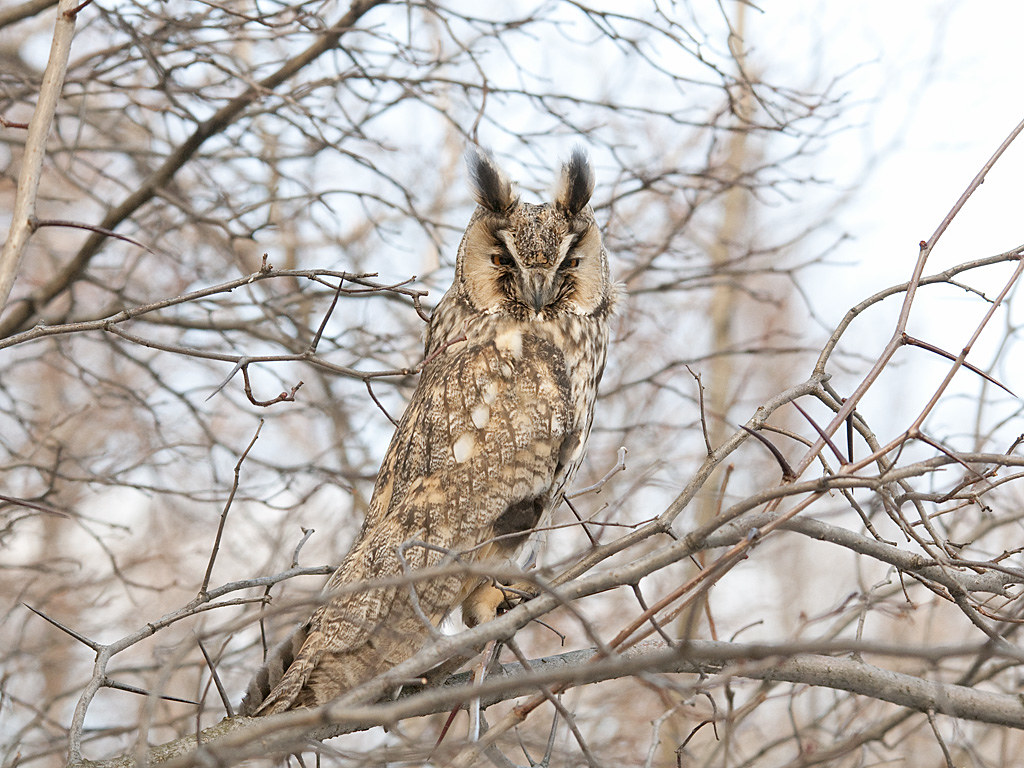 Long-eared Owl perched among bare tree branches in Alaska