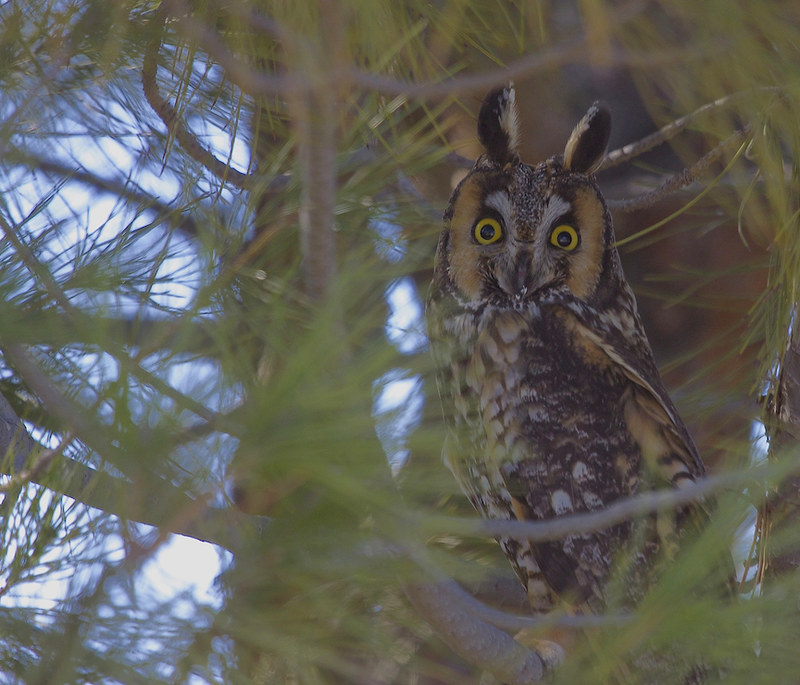 Long-eared Owl in Utah hidden among tree branches