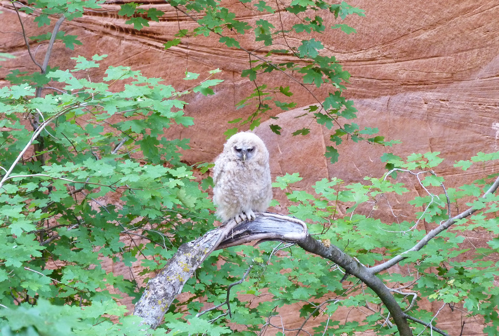 Mexican Spotted Owl in Utah perched on a branch in canyon woodland habitat