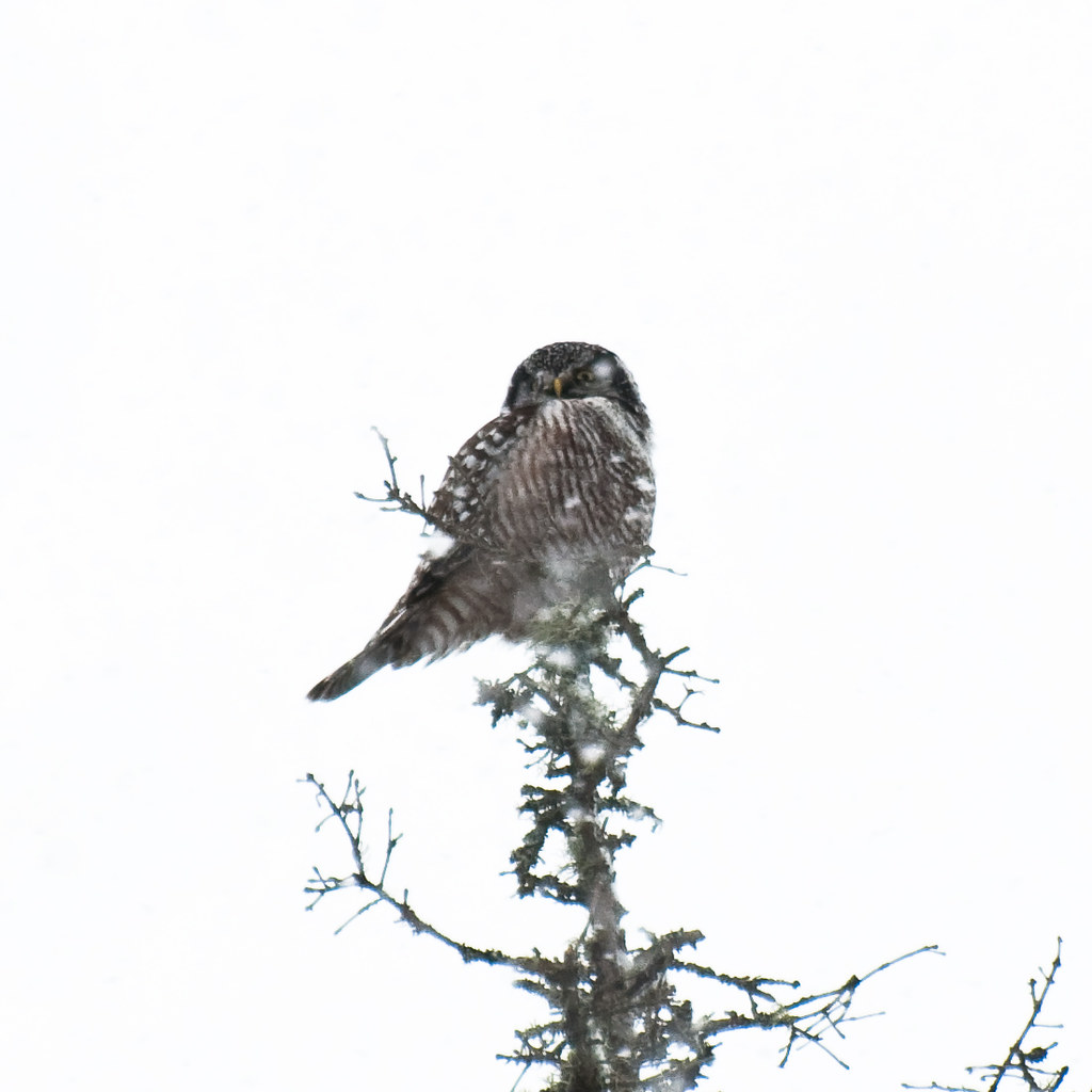 Northern Hawk Owl perched on the top of a spruce tree in winter