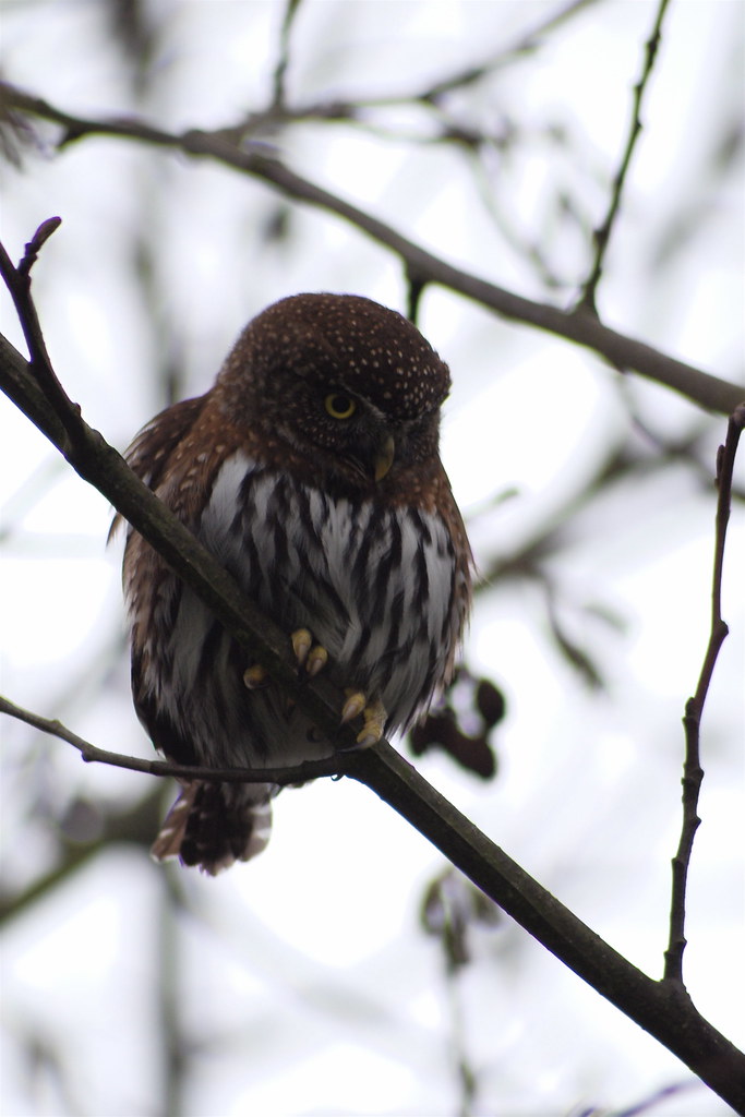 Northern Pygmy Owl perched on a thin branch in Alaska