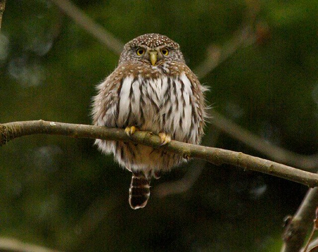 Northern Pygmy-Owl in Utah perched in forest habitat with compact body and barred underparts