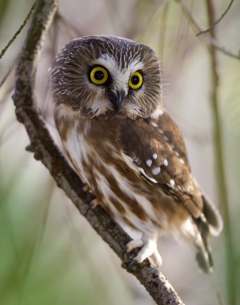 Northern Saw-whet Owl perched on a thin branch in woodland habitat